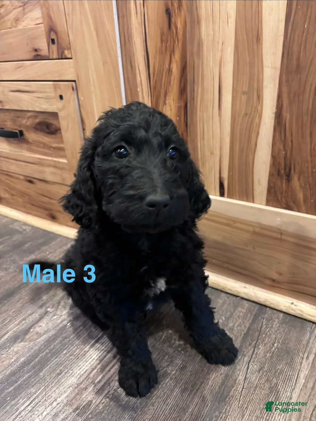 Labradoodle dogs for sale: Labradoodle Puppy 6 - Ad 18