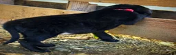 Labrador Retriever dogs for sale: Labrador Retriever 1 - Ad 12
