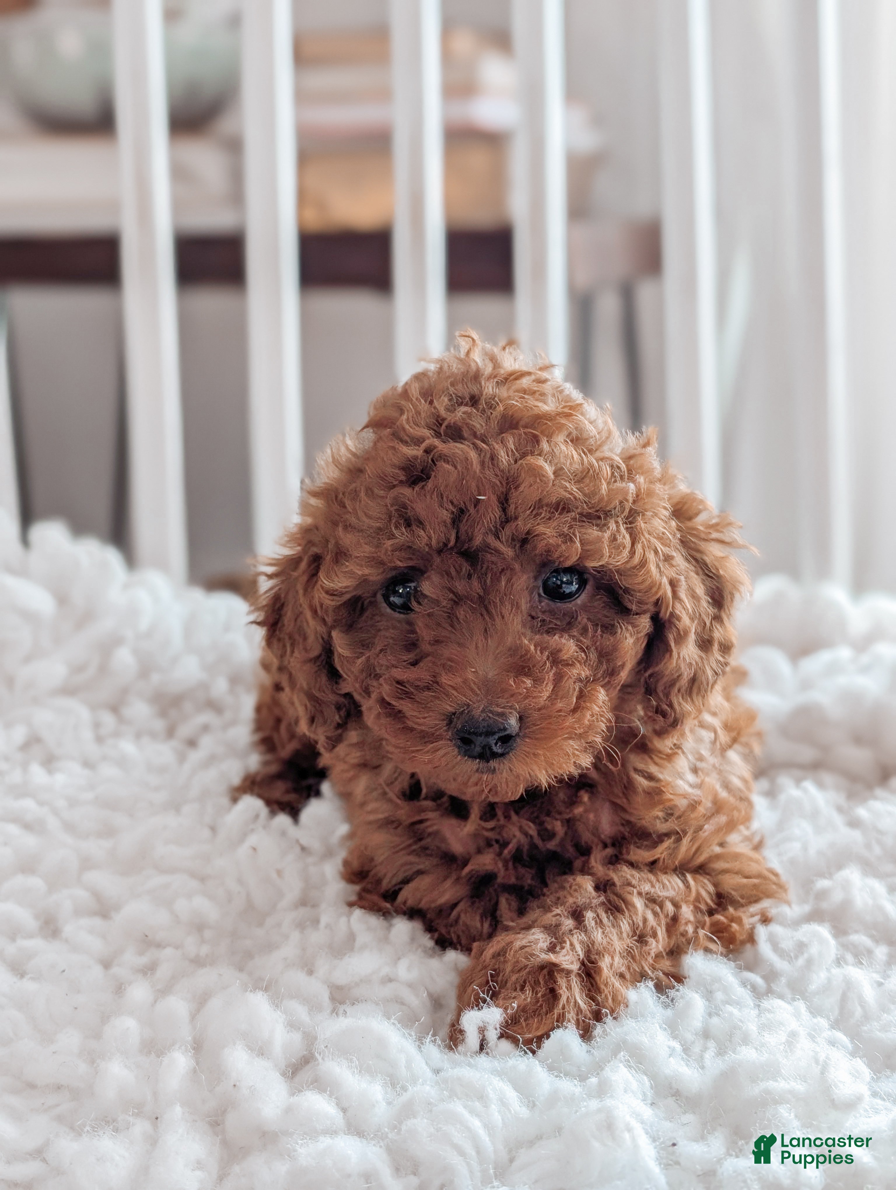 Miniature Poodle dogs Bella - Ad 2