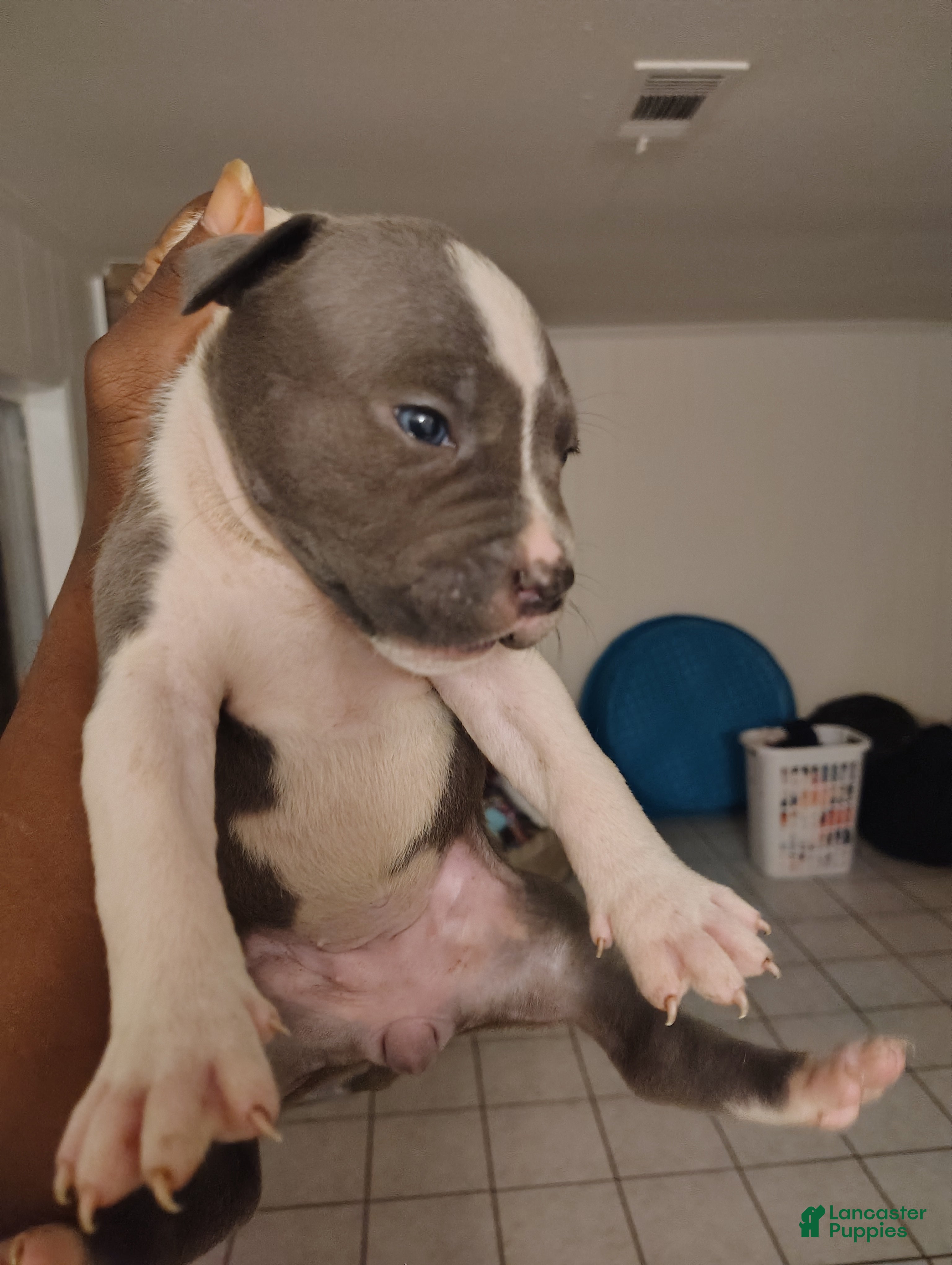 American Pit Bull Terrier dogs American Pit Bull Terrier Puppy 3 - Ad 2