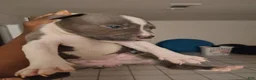 American Pit Bull Terrier dogs for sale: American Pit Bull Terrier Puppy 3 - Ad 2