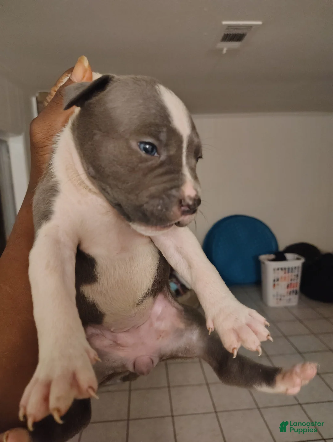 American Pit Bull Terrier dogs for sale: American Pit Bull Terrier Puppy 3 - Ad 2