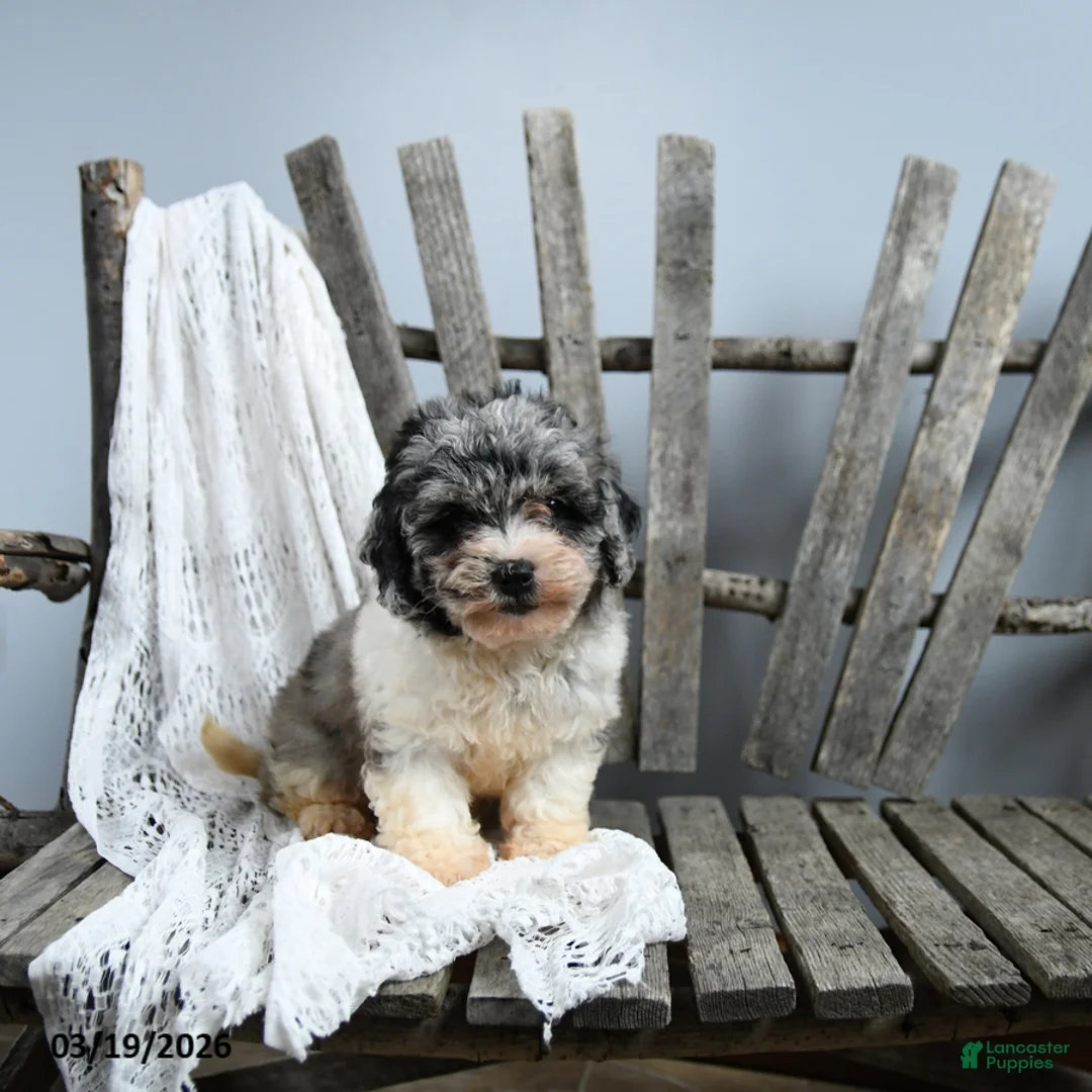 Cavapoo dogs for sale: Josphine - Ad 1