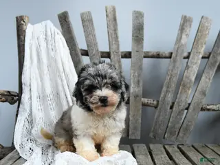 Cavapoo dogs for sale: Josphine - Ad 2