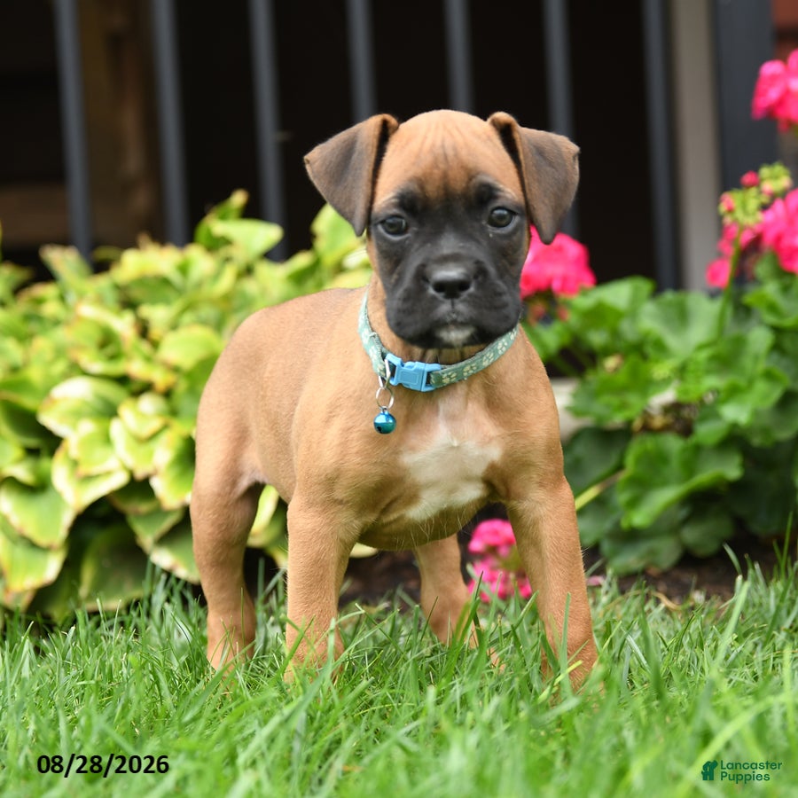 Boxer dogs Tanner - Ad 2