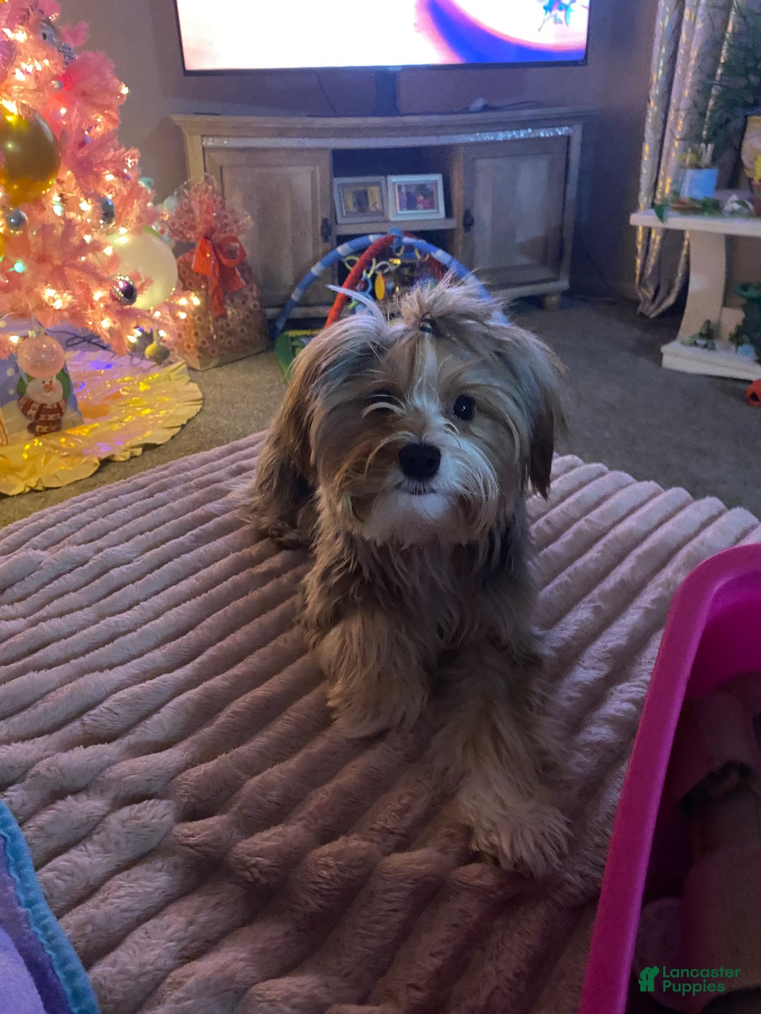 Yorkshire Terrier dogs for sale: Gucci - Ad 5