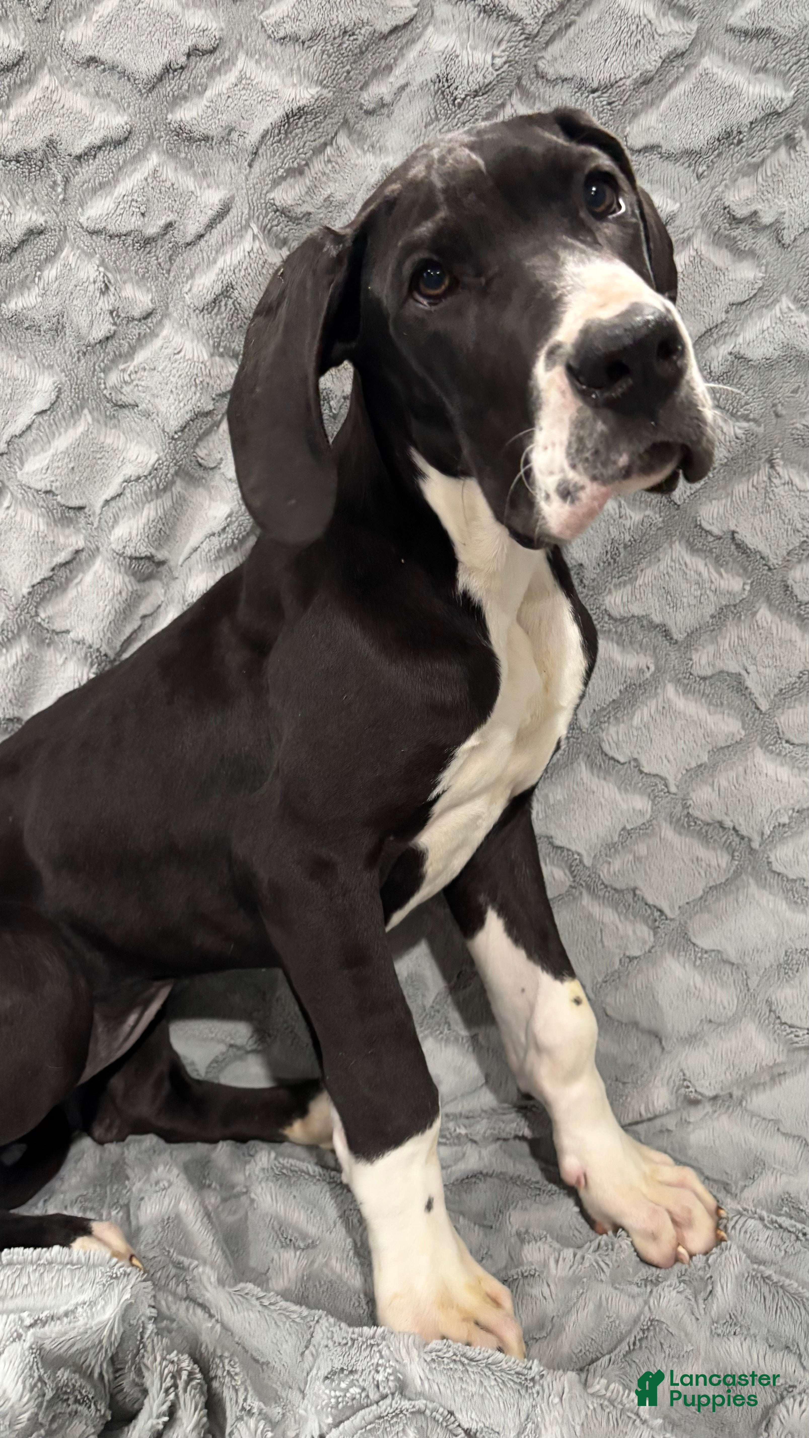 Great Dane dogs Katniss - Ad 2