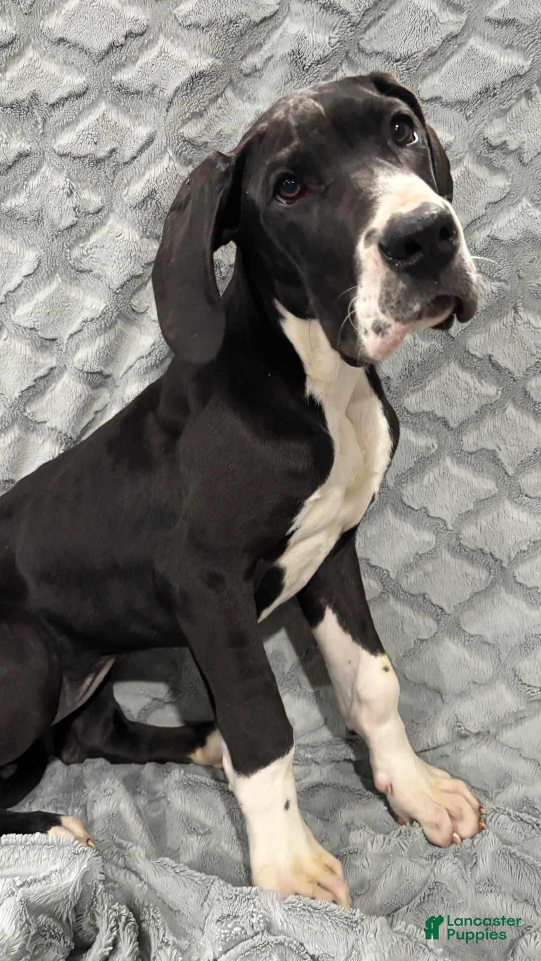 Great Dane dogs for sale: Katniss - Ad 2