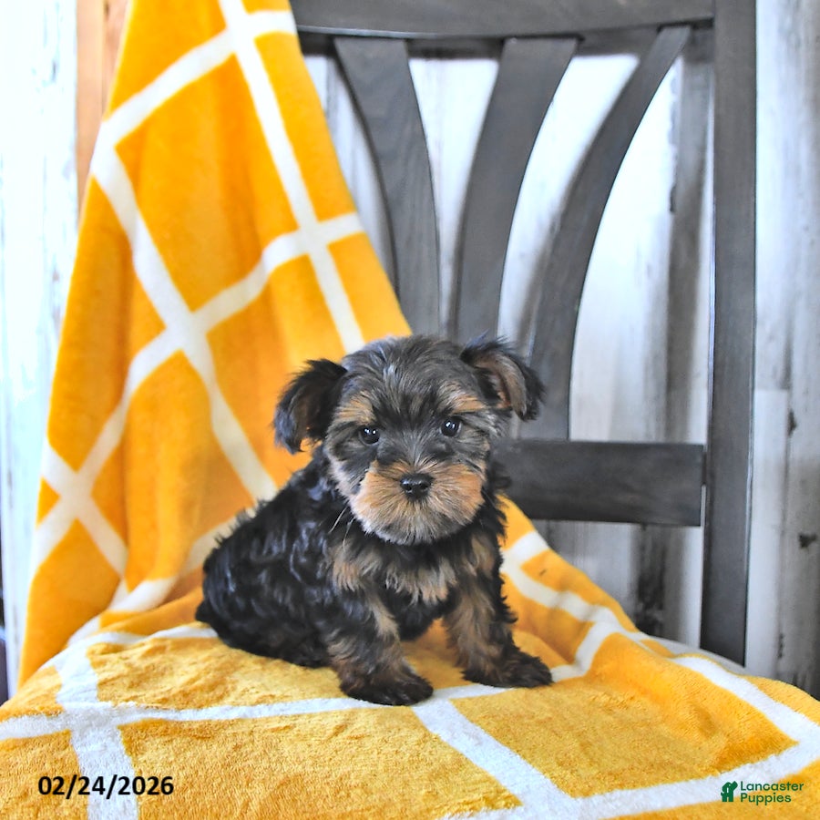 Yorkshire Terrier dogs Bennett EXTRA SMALL - Ad 1