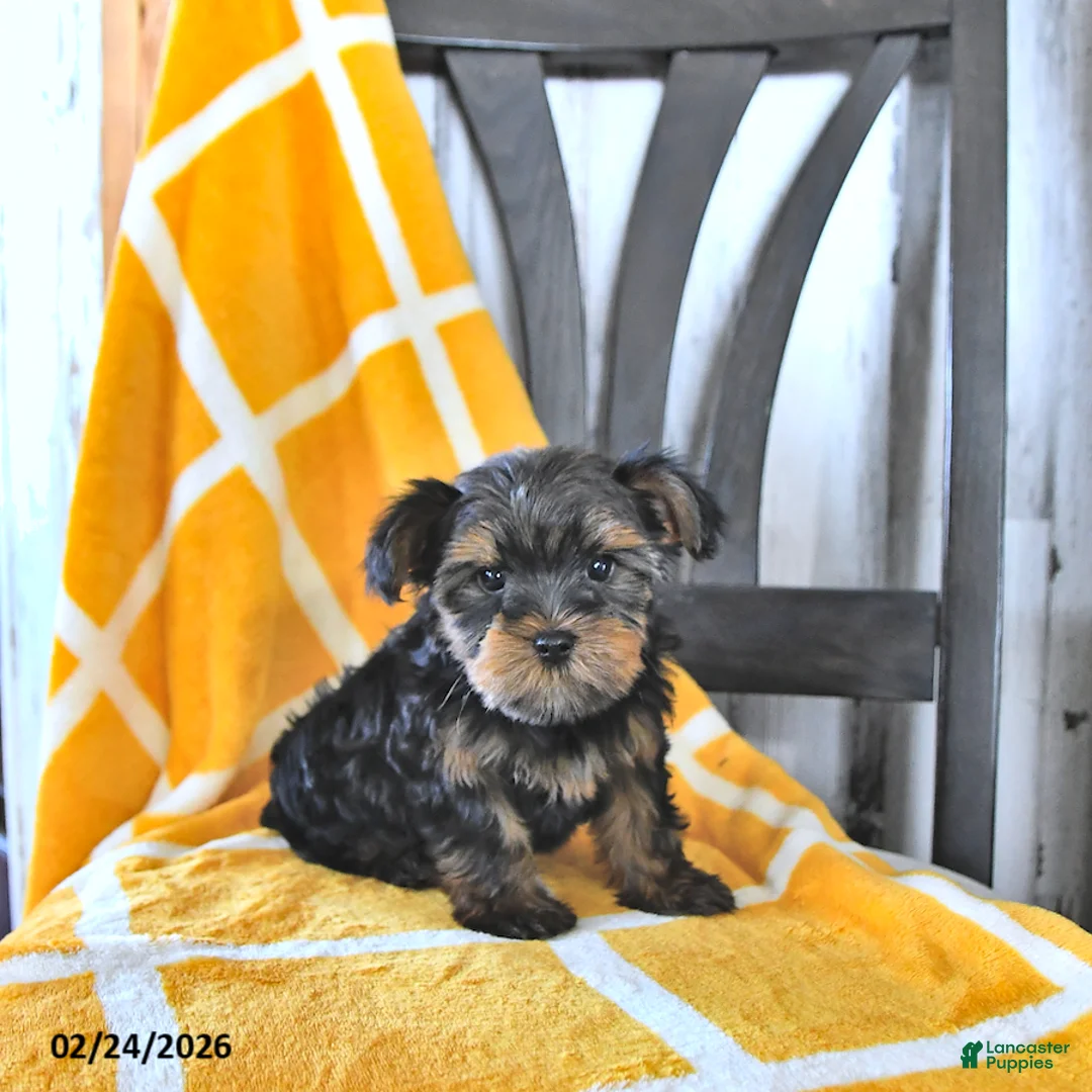 Yorkshire Terrier dogs for sale: Bennett EXTRA SMALL - Ad 1