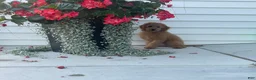 Mini Goldendoodle dogs for sale: Milie Mini Goldendoodle  - Ad 6