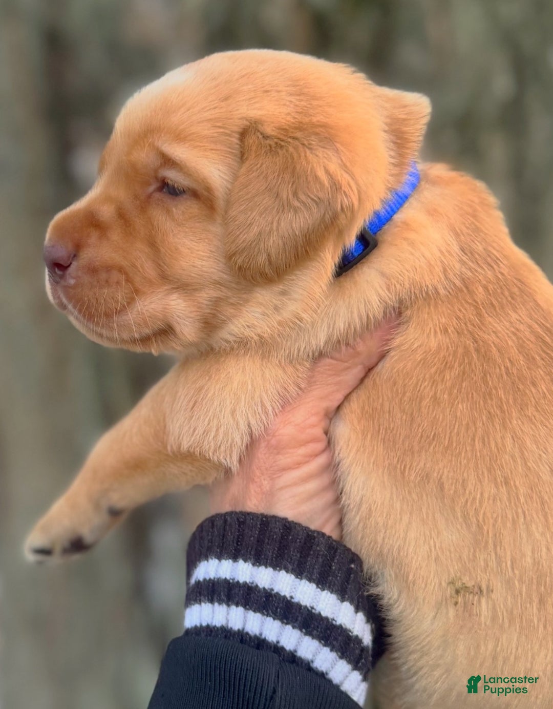 Labrador Retriever dogs for sale: Labrador Retriever Puppy 1 - Ad 11