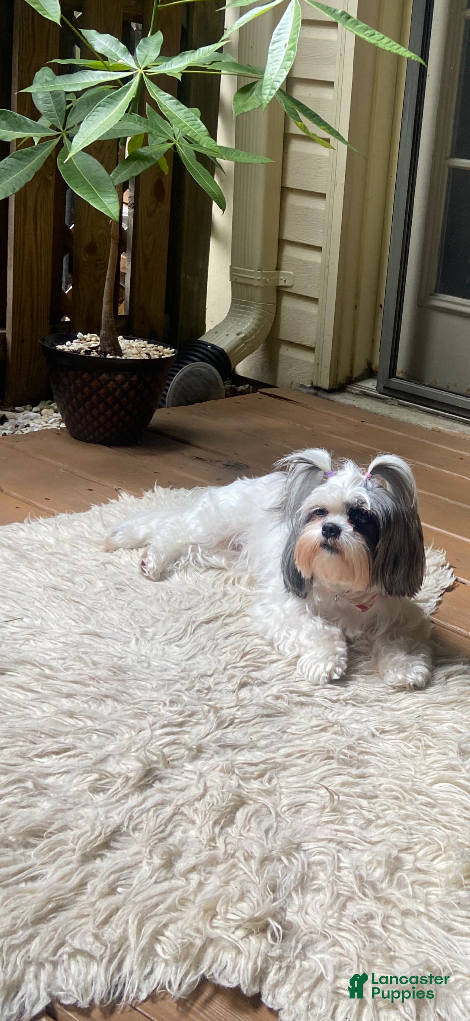 Shih Tzu dogs for sale: Shiro - Ad 10