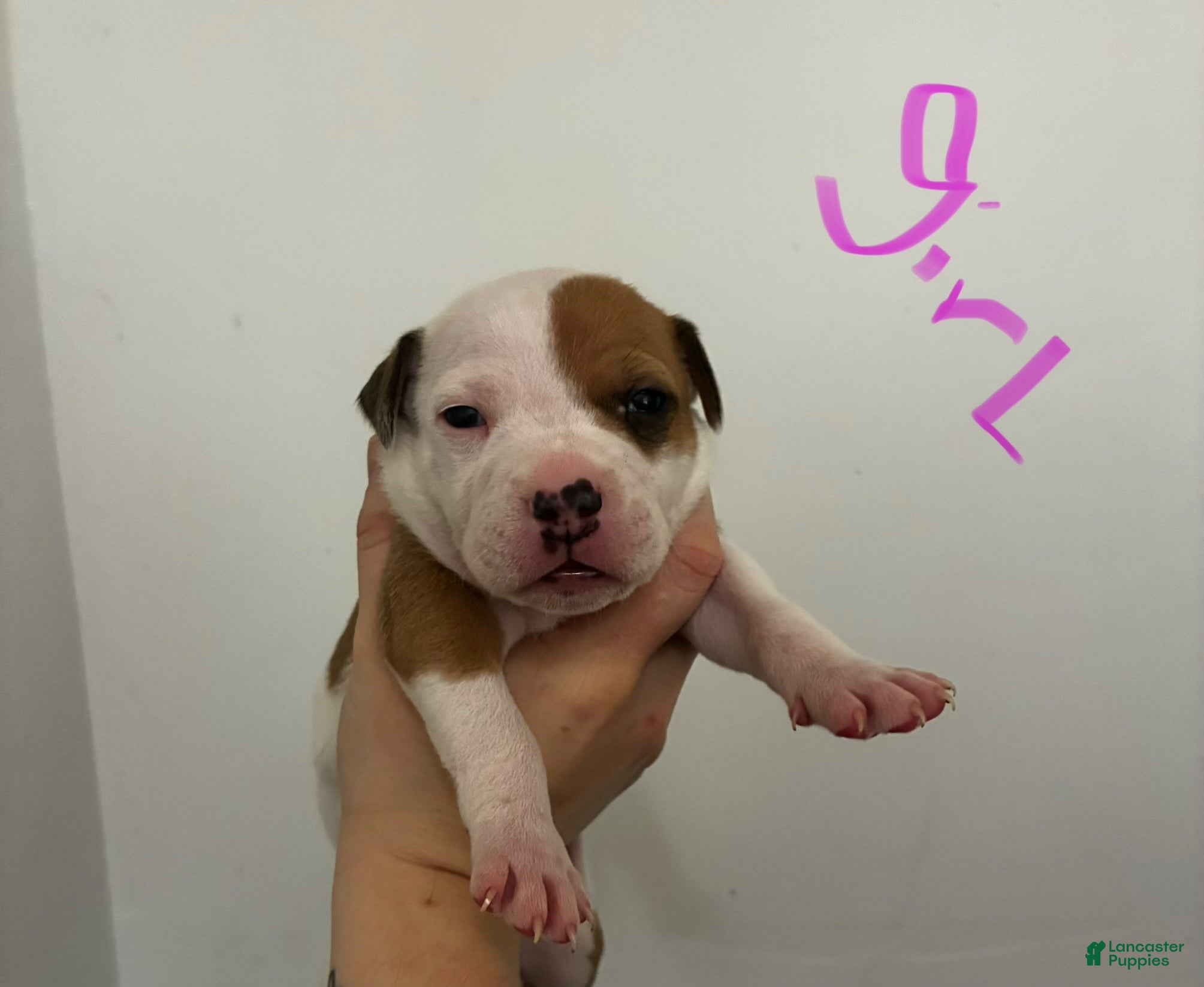 American Staffordshire Terrier dogs American Staffordshire Terrier 7 - Ad 10