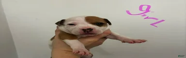 American Staffordshire Terrier 7