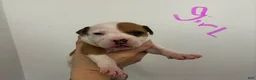 American Staffordshire Terrier dogs for sale: American Staffordshire Terrier 7 - Ad 1