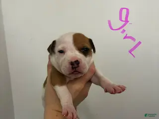 American Staffordshire Terrier dogs American Staffordshire Terrier 7 - Ad 33