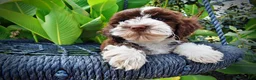 Havapoo dogs for sale: Katie - Ad 3
