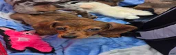 Miniature Dachshund dogs for sale: Julie - Ad 1