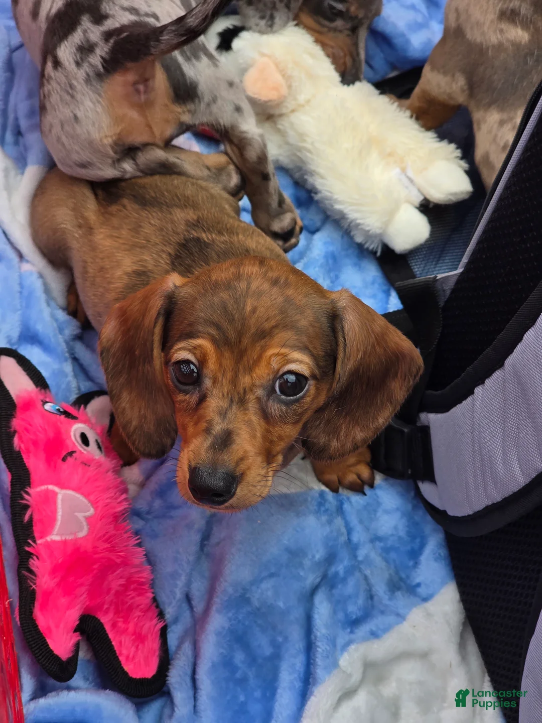 Miniature Dachshund dogs for sale: Julie - Ad 1