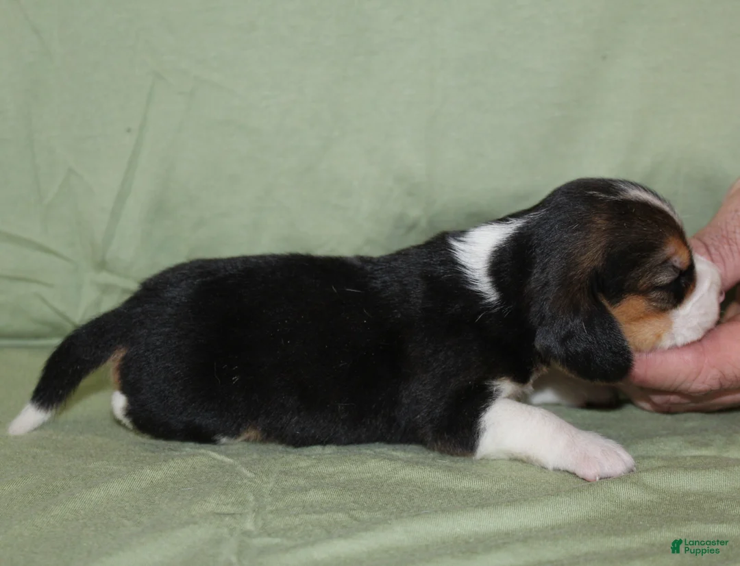 Beagle dogs for sale: Gus - Ad 2