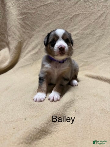 Miniature Australian Shepherd dogs Bailey  - Ad 15