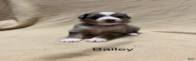 Bailey 
