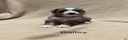 Miniature Australian Shepherd dogs for sale: Bailey  - Ad 1