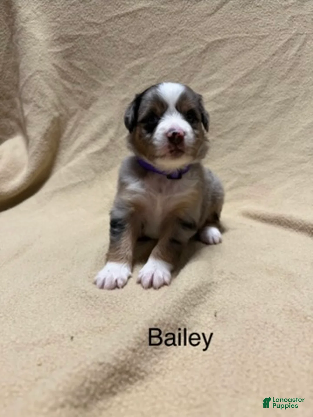 Miniature Australian Shepherd dogs for sale: Bailey  - Ad 1