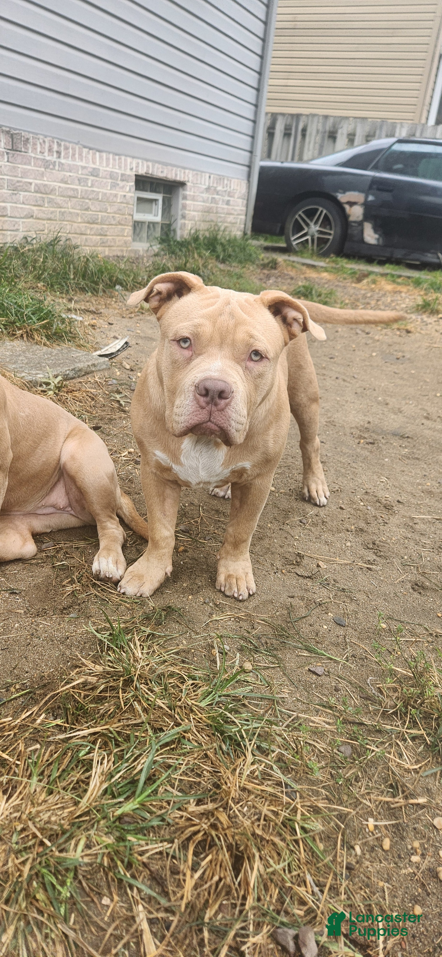 American Bully dogs Boulder - Ad 1