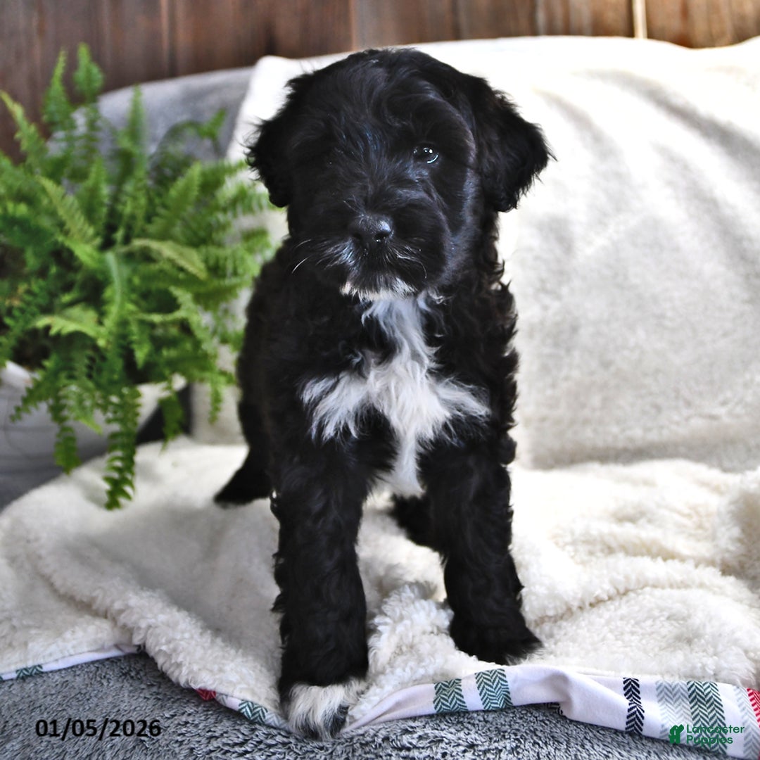 Portuguese Water Dog dogs for sale: Denny - Ad 7