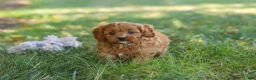 Cavapoo dogs for sale: Kobe - Ad 14
