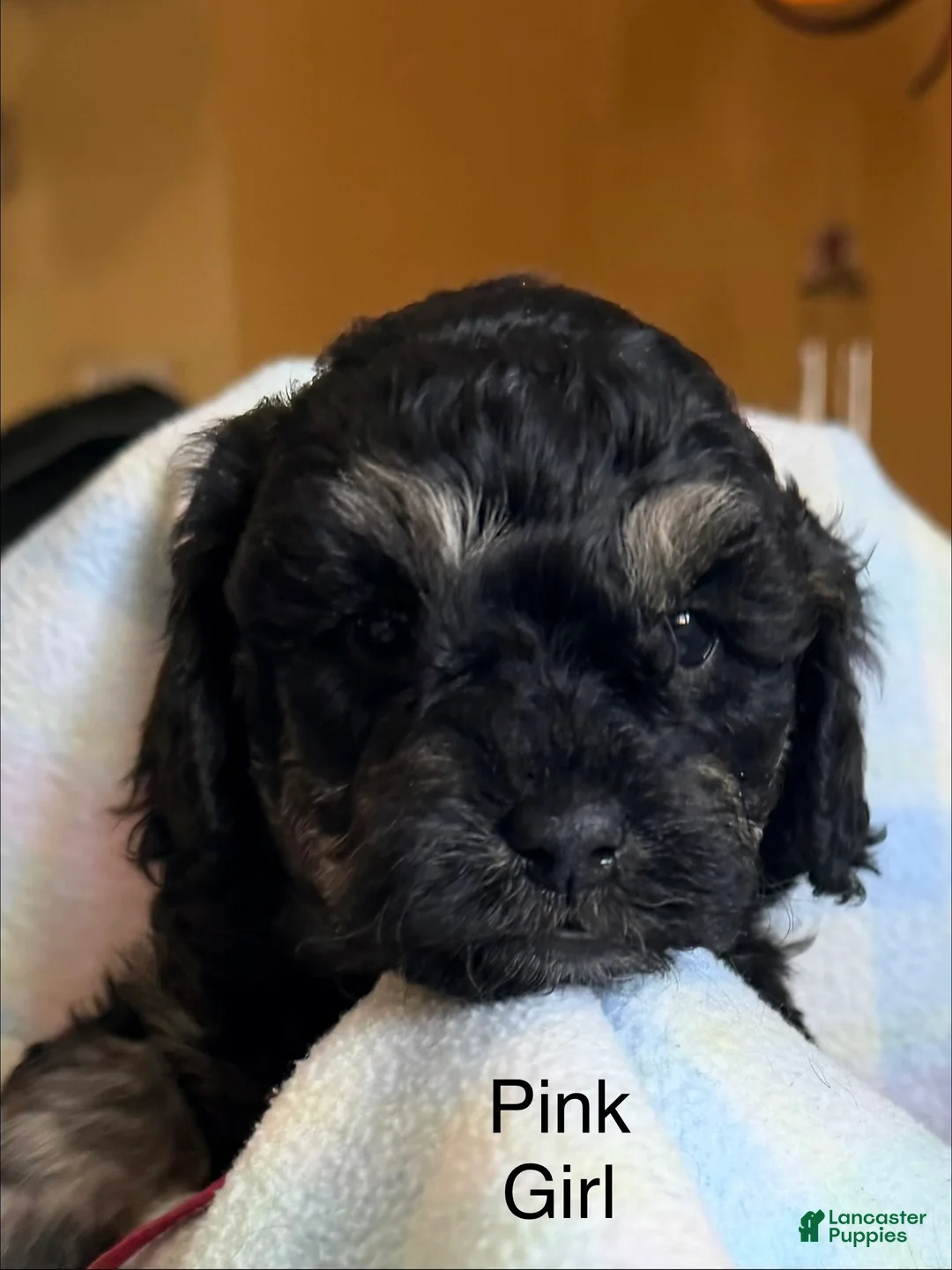 Cockapoo dogs for sale: Pink Girl - Ad 1