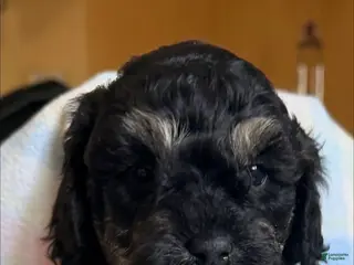 Cockapoo dogs Pink Girl - Ad 7