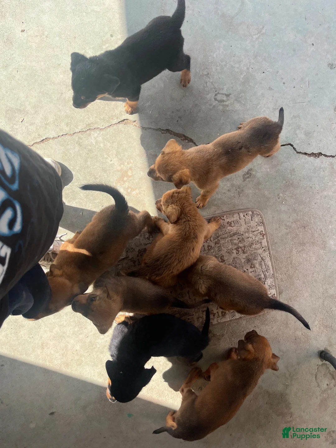 Mixed Breed dogs for sale: Mixed Breed 4 - Ad 1