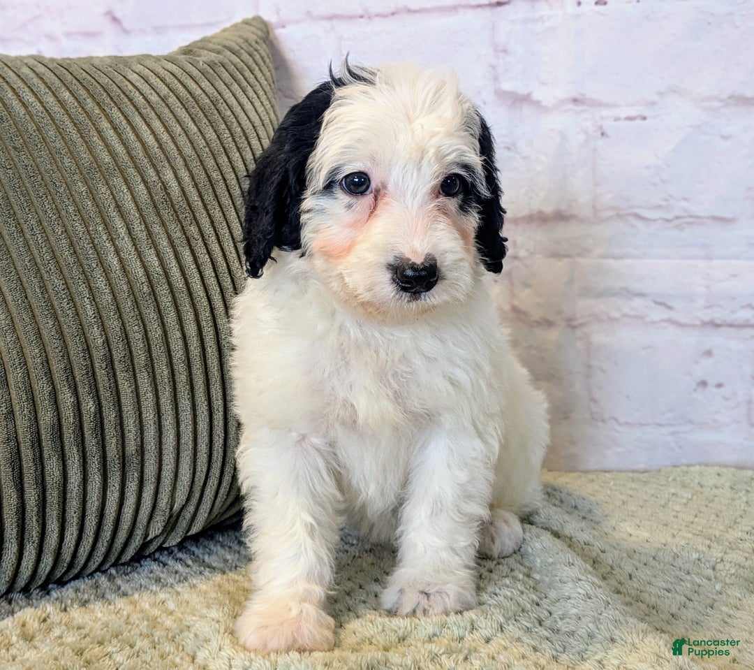 Mixed Breed dogs for sale: RoxAnn  - Ad 3