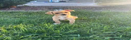 Chihuahua dogs for sale: Chihuahua 1 - Ad 7