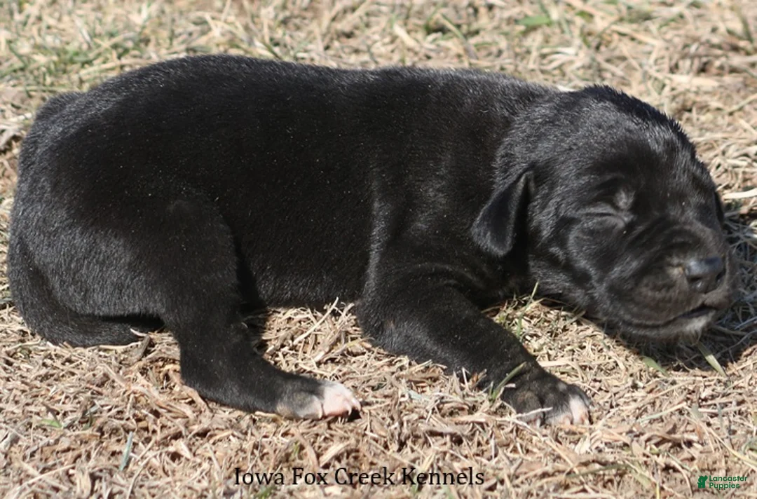 Great Dane dogs for sale: Stella - Ad 3