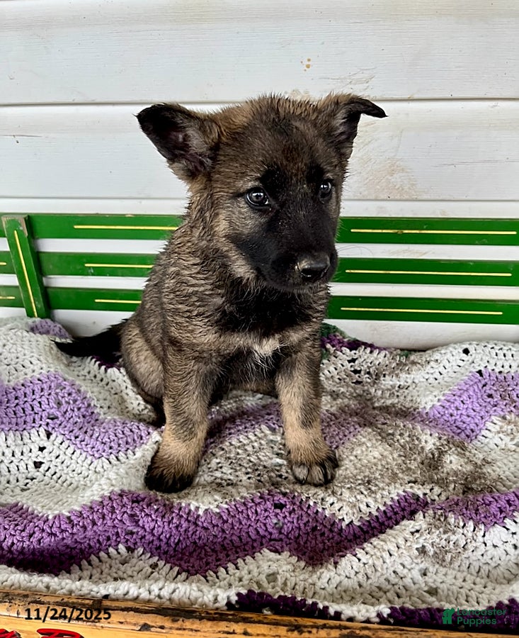 Mixed Breed dogs Betsy - Ad 3