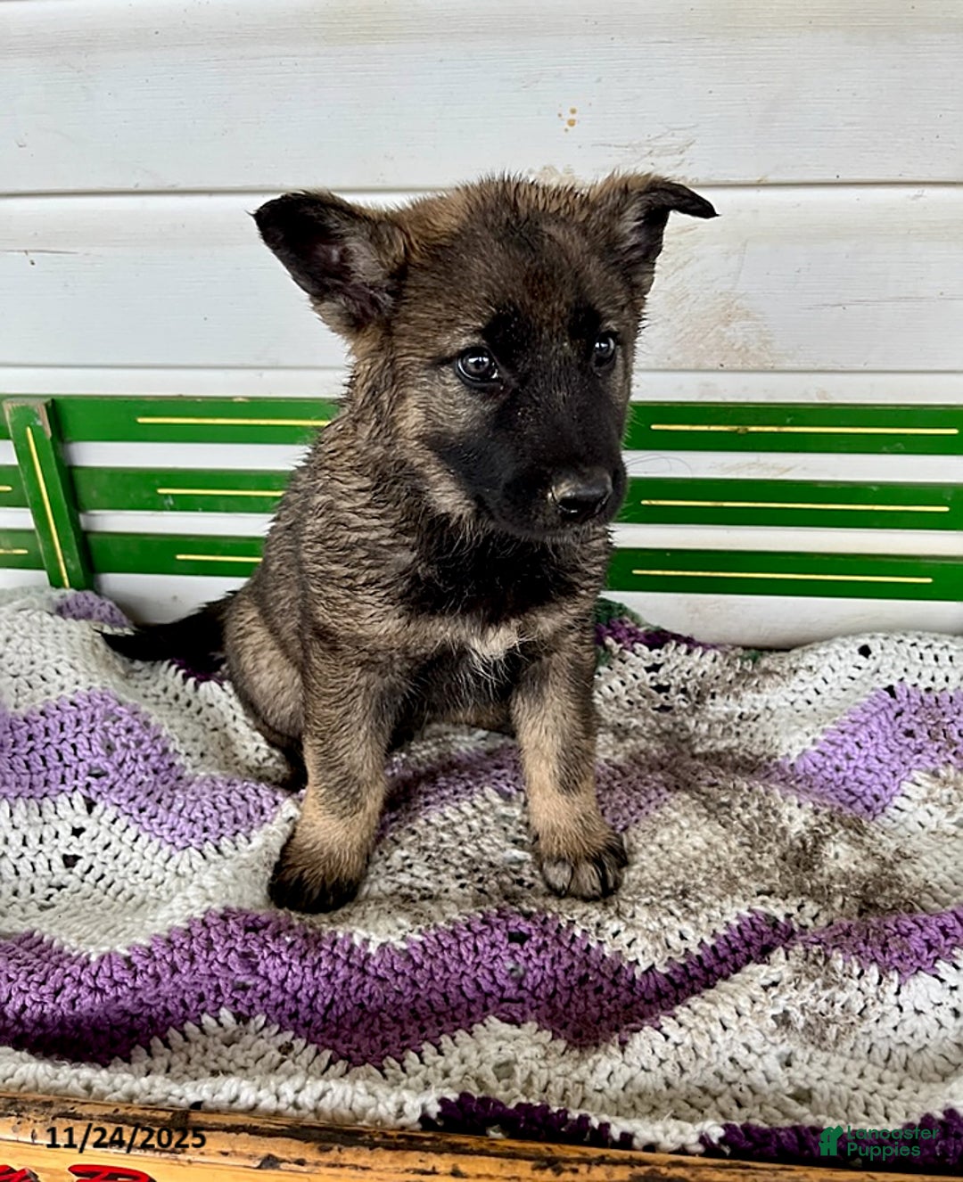 Mixed Breed dogs for sale: Betsy - Ad 1