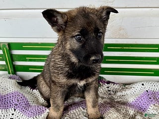 Mixed Breed dogs Betsy - Ad 10