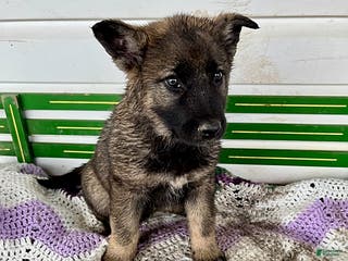 Mixed Breed dogs Betsy - Ad 3