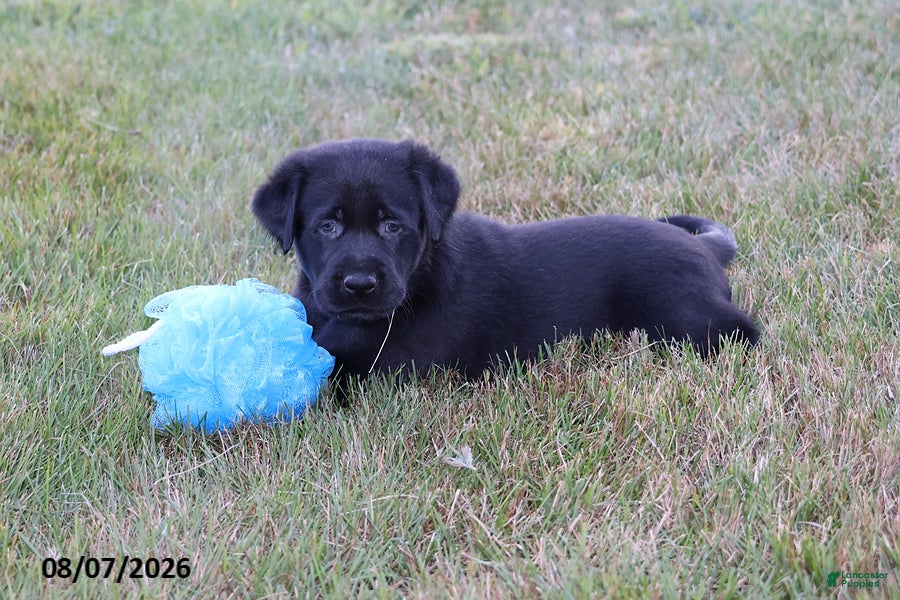 Goldador dogs Ranger - Ad 1