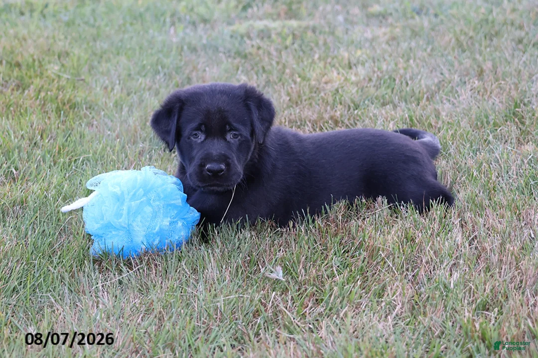 Goldador dogs for sale: Ranger - Ad 1