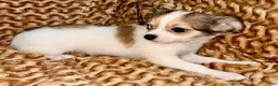 Chihuahua dogs for sale: Cookie - Ad 5