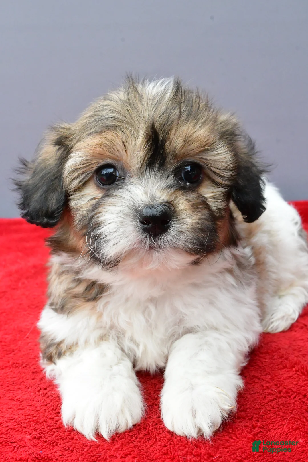 Teddy Bear dogs for sale: Tyler - Ad 1