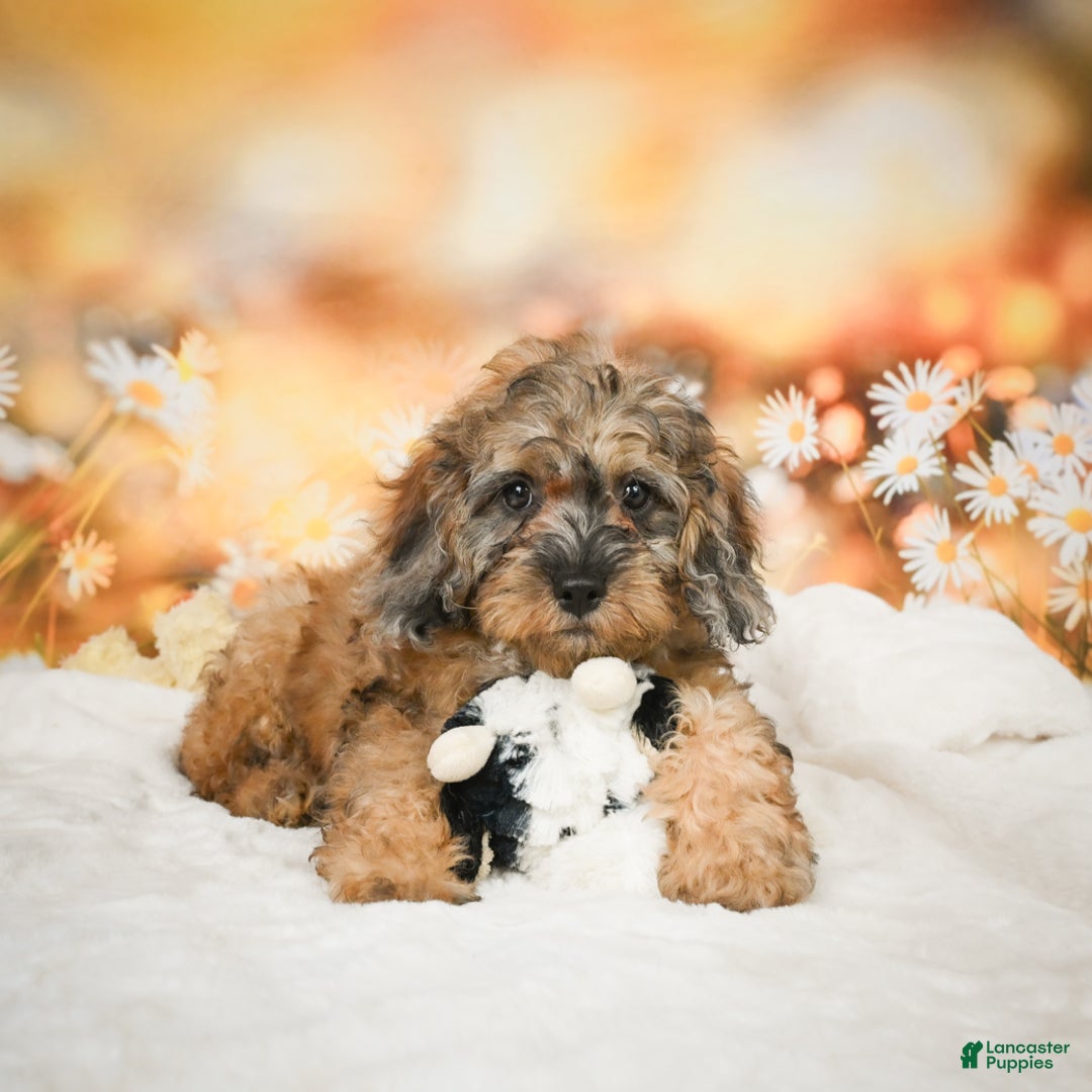 Cockapoo dogs for sale: Carly - Ad 10