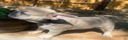 French Bulldog dogs for sale: Frijol - Ad 3
