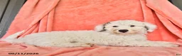 Bichpoo dogs for sale: Stanley - Ad 3