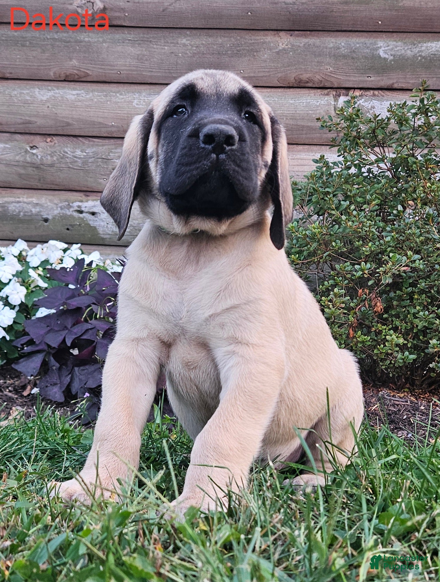 English Mastiff Brindle American Mastiff For Sale Spanish Mastiff